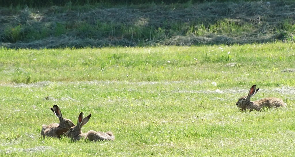 Zając szarak (Lepus europaeus)