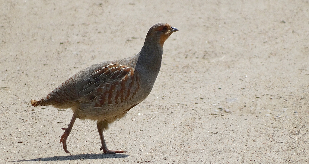 Kuropatwa zwyczajna, kuropatwa (Perdix perdix)