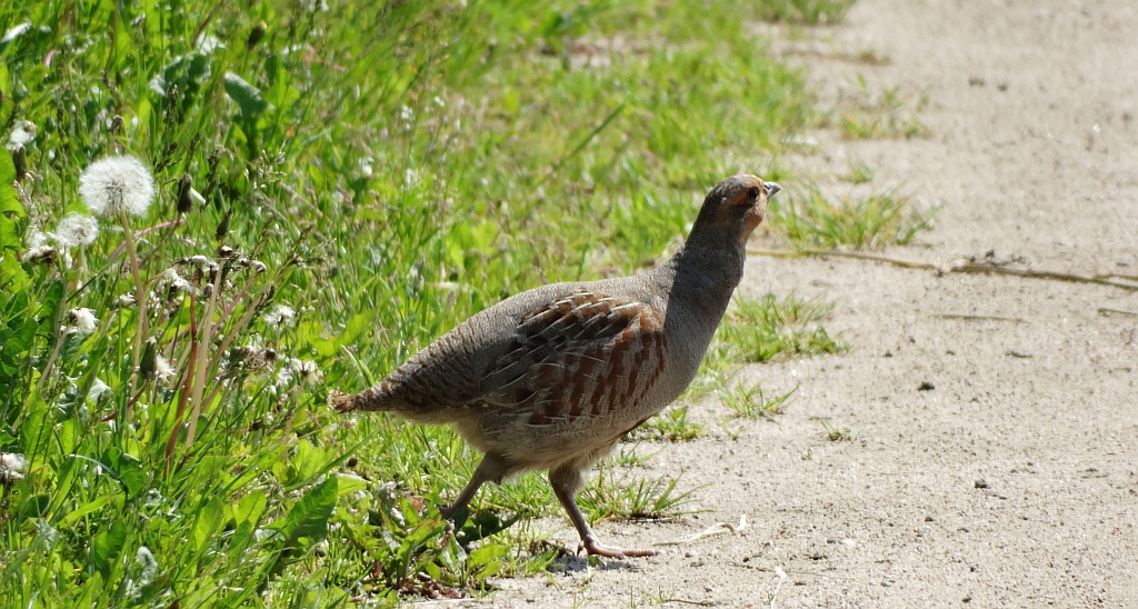 Kuropatwa zwyczajna, kuropatwa (Perdix perdix)