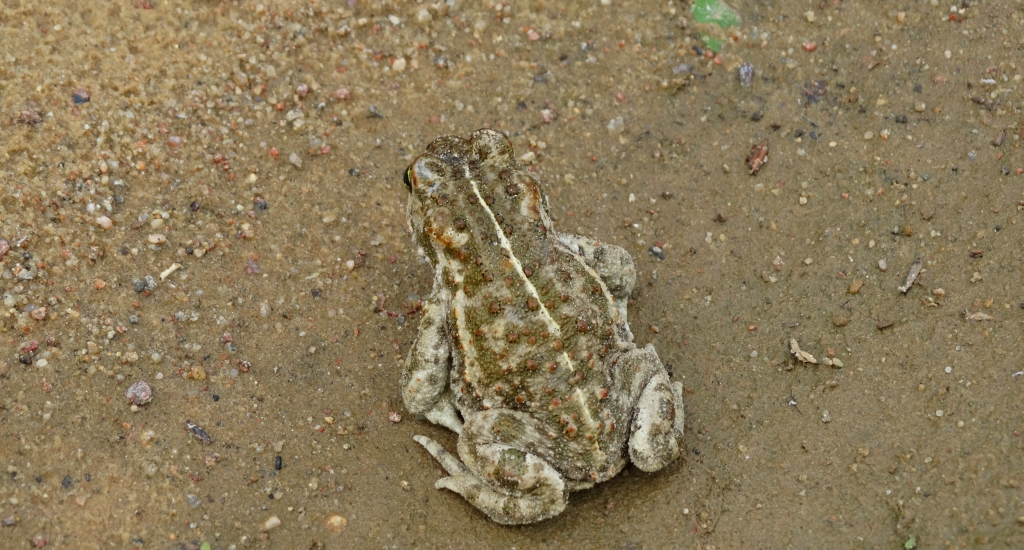 Ropucha paskówka (Epidalea calamita syn. Bufo calamita)