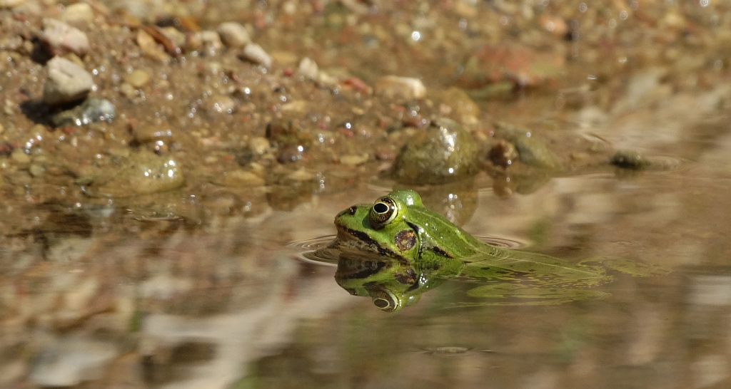 Żaba jeziorkowa (Pelophylax lessonae syn. Rana lessonae)