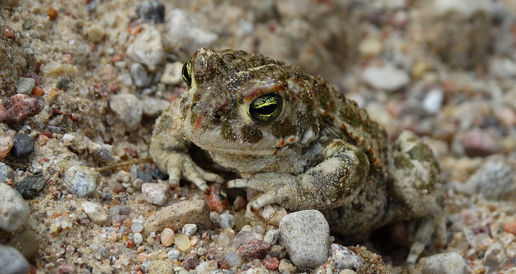 Ropucha paskówka (Epidalea calamita syn. Bufo calamita)