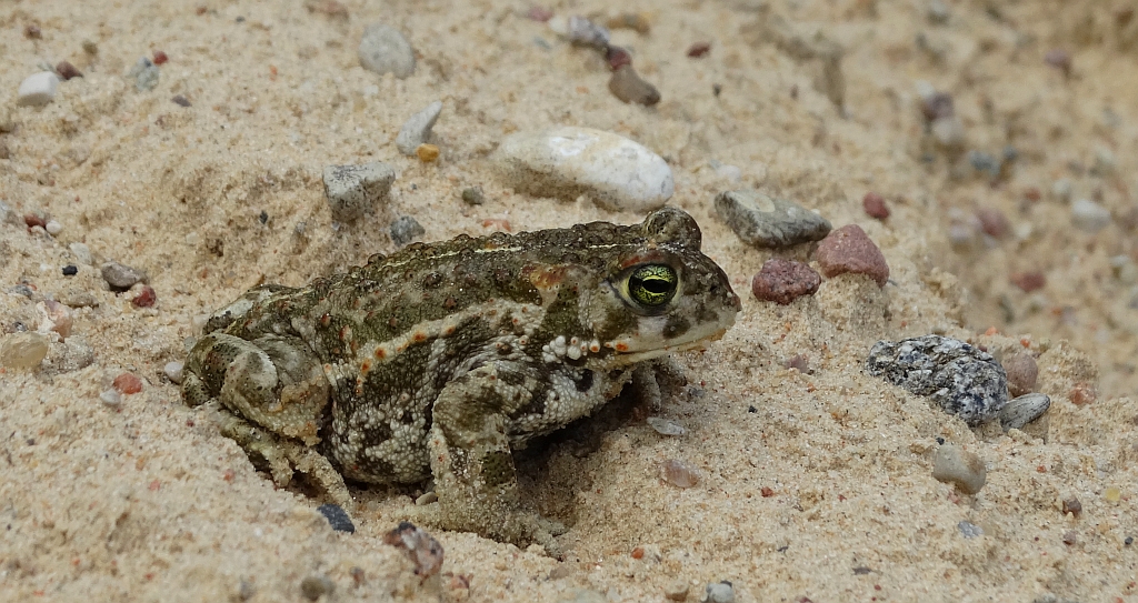 Ropucha paskówka (Epidalea calamita syn. Bufo calamita)