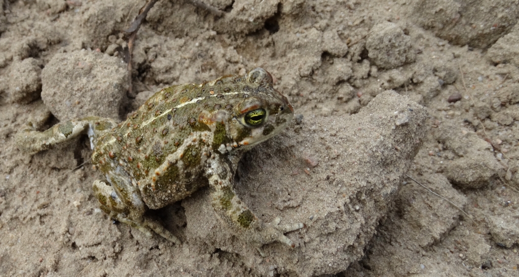 Ropucha paskówka (Epidalea calamita syn. Bufo calamita)