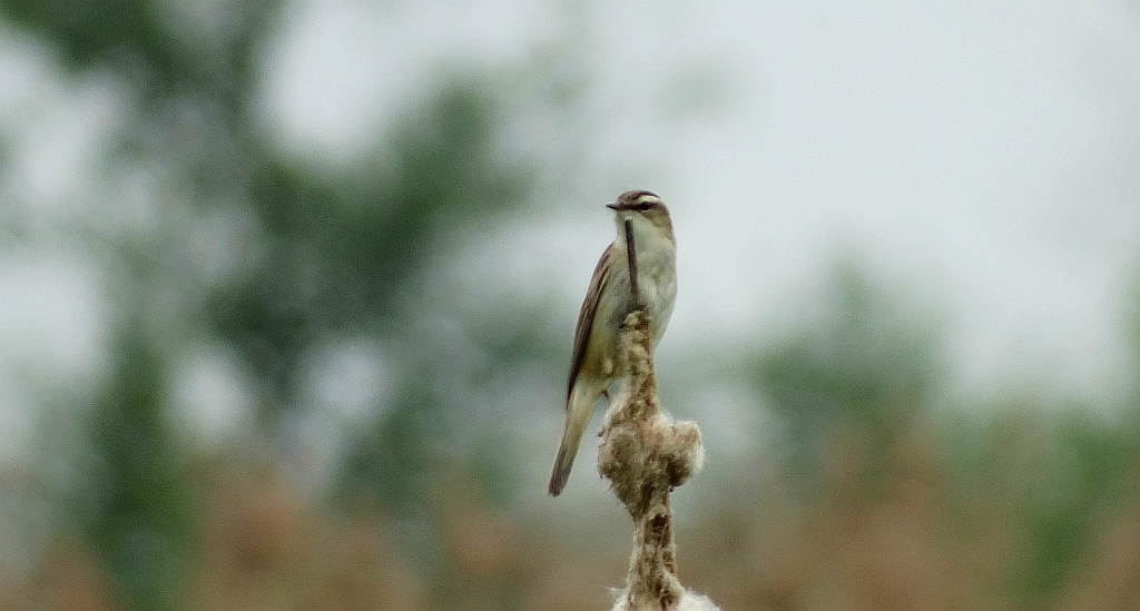 Rokitniczka (Acrocephalus schoenobaenus)
