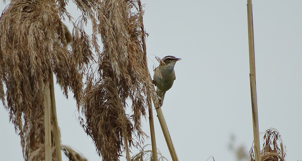 Rokitniczka (Acrocephalus schoenobaenus)