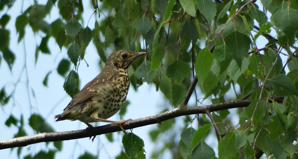 Drozd śpiewak (Turdus philomelos)