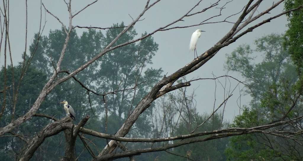 Czapla siwa (Ardea cinerea) i czapla nadobna (Egretta garzetta garzetta)