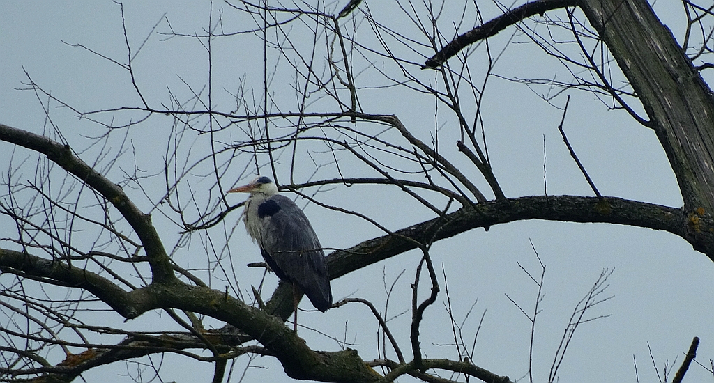 Czapla siwa (Ardea cinerea)