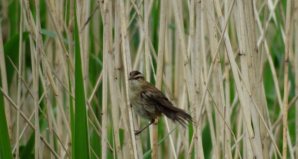 Rokitniczka (Acrocephalus schoenobaenus)