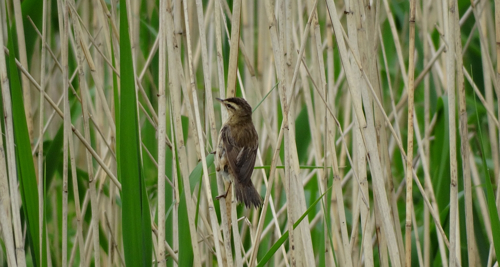 Rokitniczka (Acrocephalus schoenobaenus)