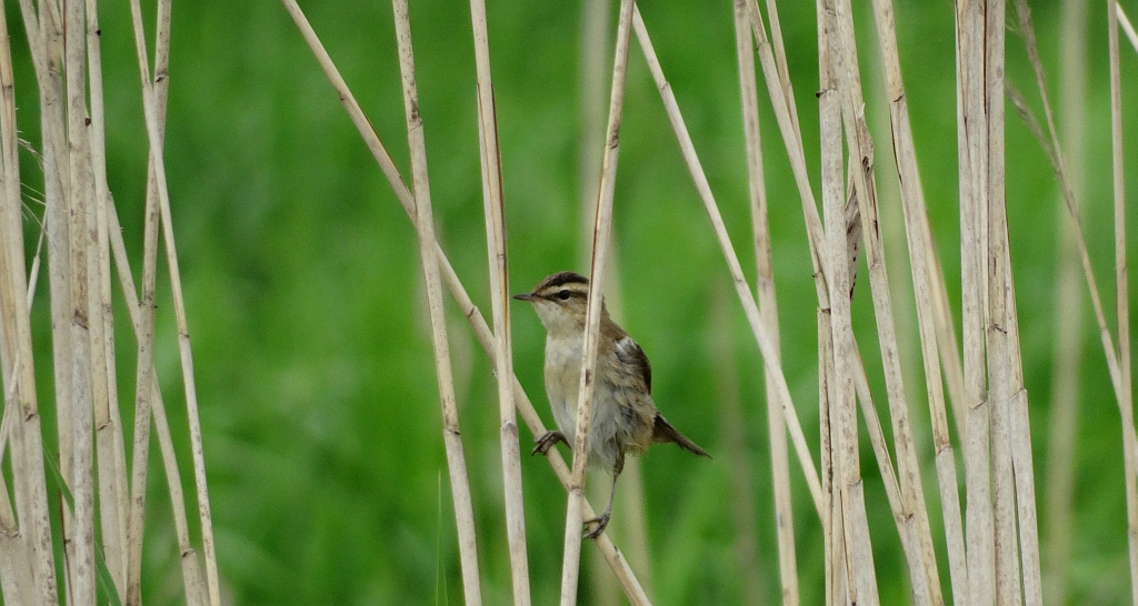 Rokitniczka (Acrocephalus schoenobaenus)