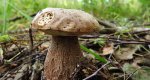 Borowik usiatkowany (Boletus reticulatus)