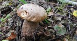 Borowik usiatkowany (Boletus reticulatus)