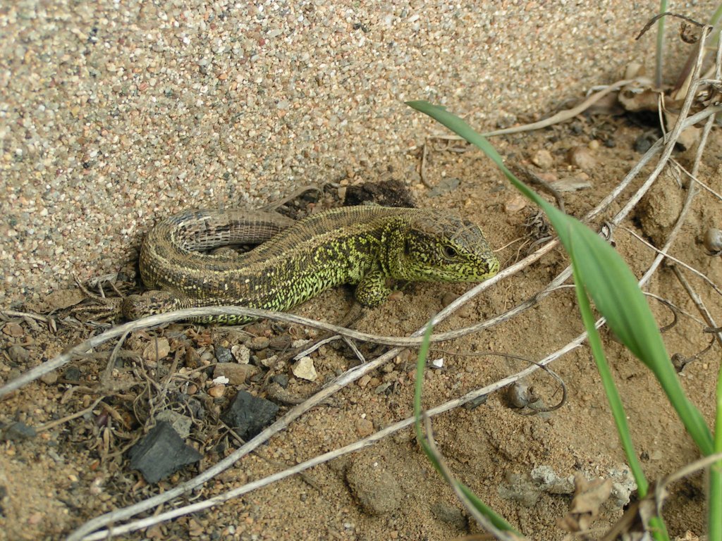 Jaszczurka zwinka (Lacerta agilis)