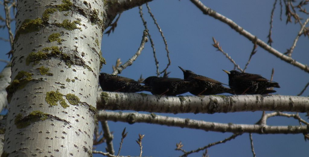 Szpak zwyczajny, szpak pospolity, szpak (Sturnus vulgaris)