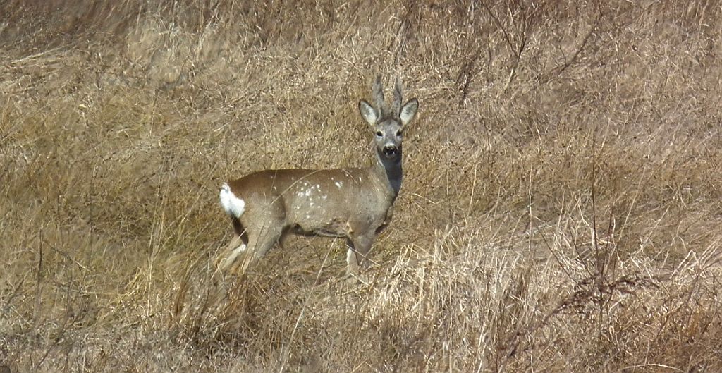 Sarna, sarna europejska (Capreolus capreolus)