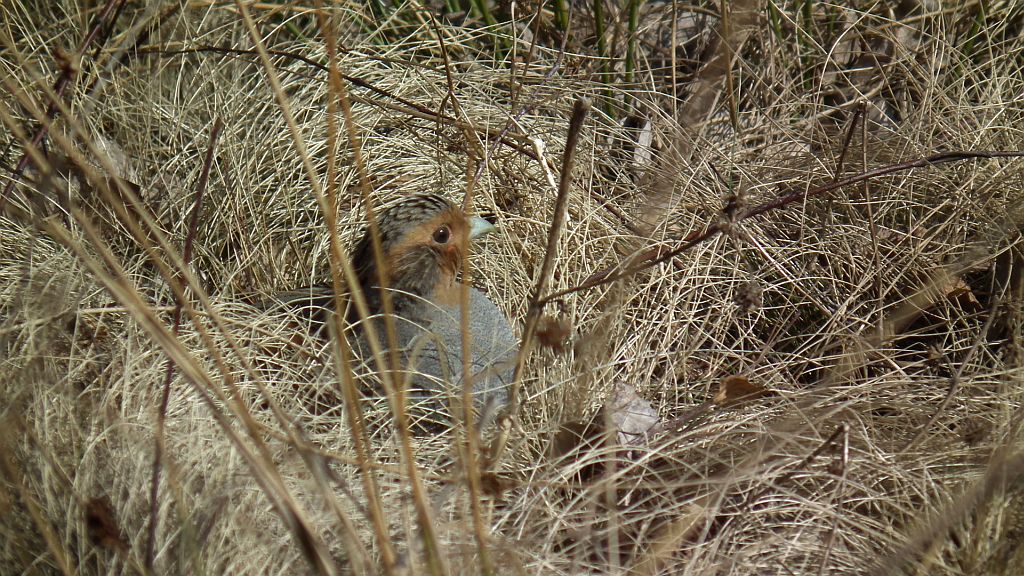 Kuropatwa (Perdix perdix)