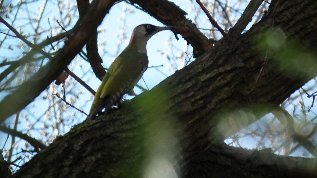 Dzięcioł zielony (Picus viridis)