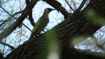 Dzięcioł zielony (Picus viridis)