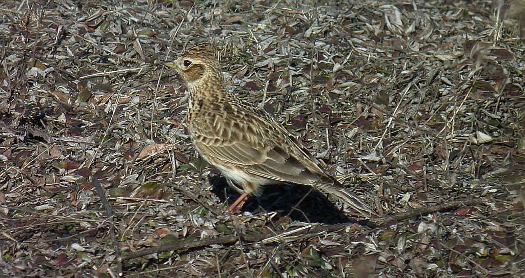 Skowronek zwyczajny, skowronek polny, skowronek, rolak (Alauda arvensis)
