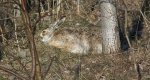 Zając szarak (Lepus europaeus)