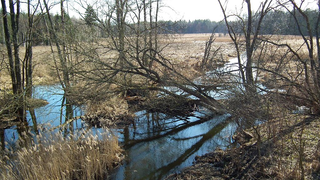 Bakinówka w okolicach Bobrowej