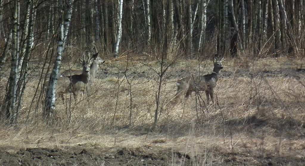 Sarna, sarna europejska (Capreolus capreolus)
