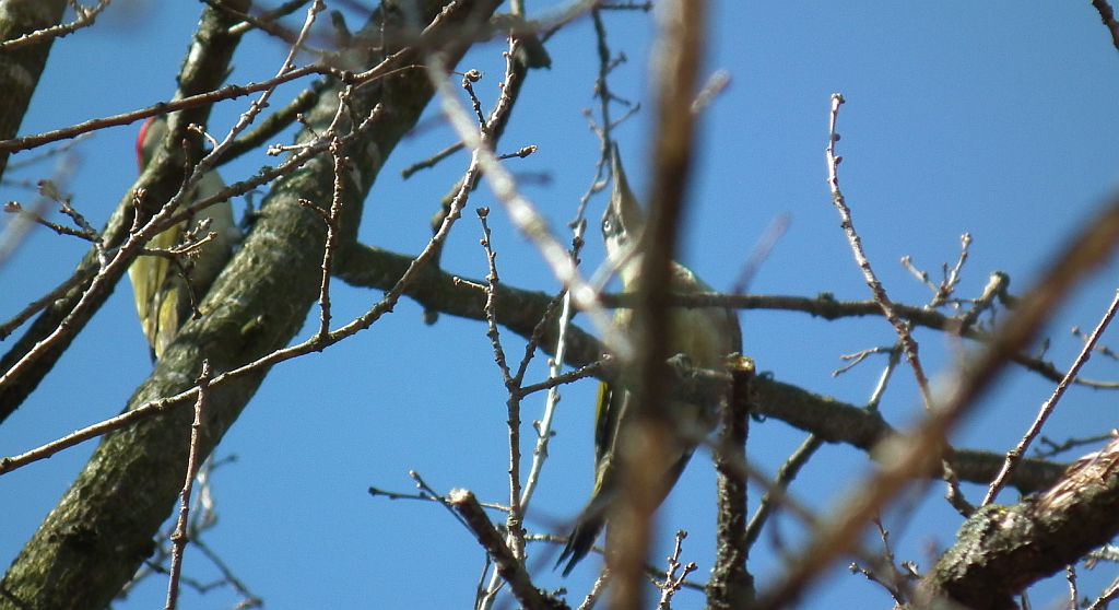 Dzięcioł zielony (Picus viridis)