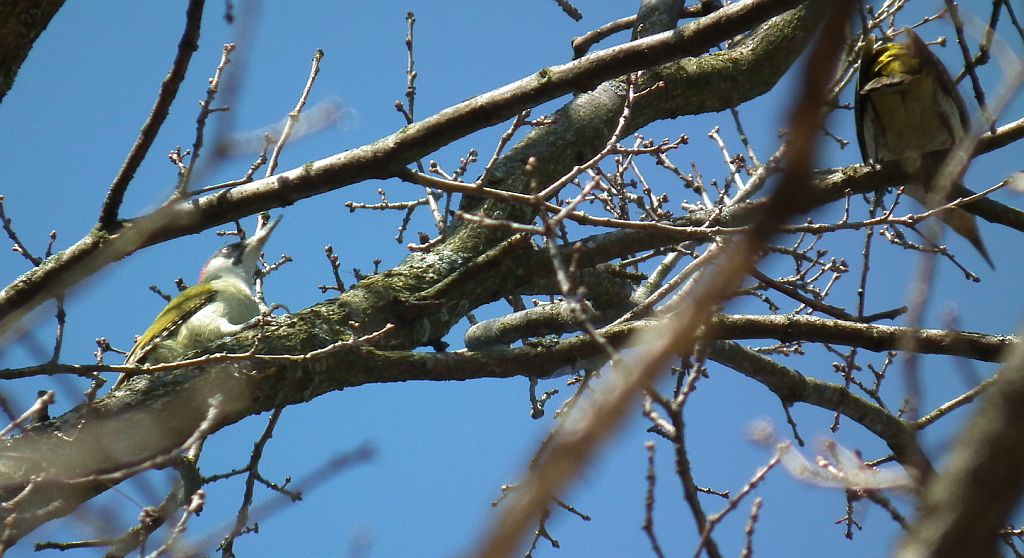 Dzięcioł zielony (Picus viridis)