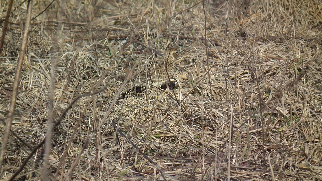 Skowronek zwyczajny, skowronek polny, skowronek, rolak (Alauda arvensis)