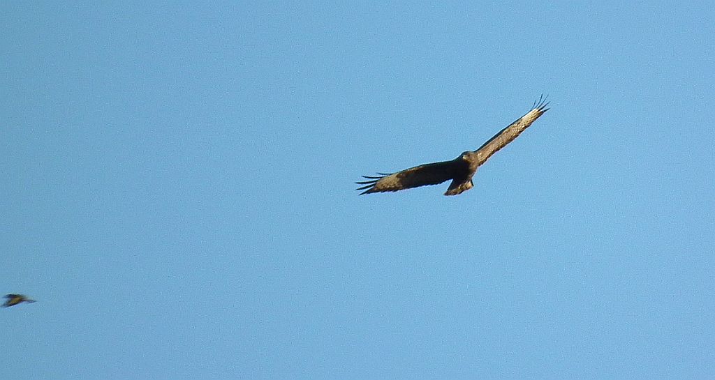 Myszołów zwyczajny (Buteo buteo)