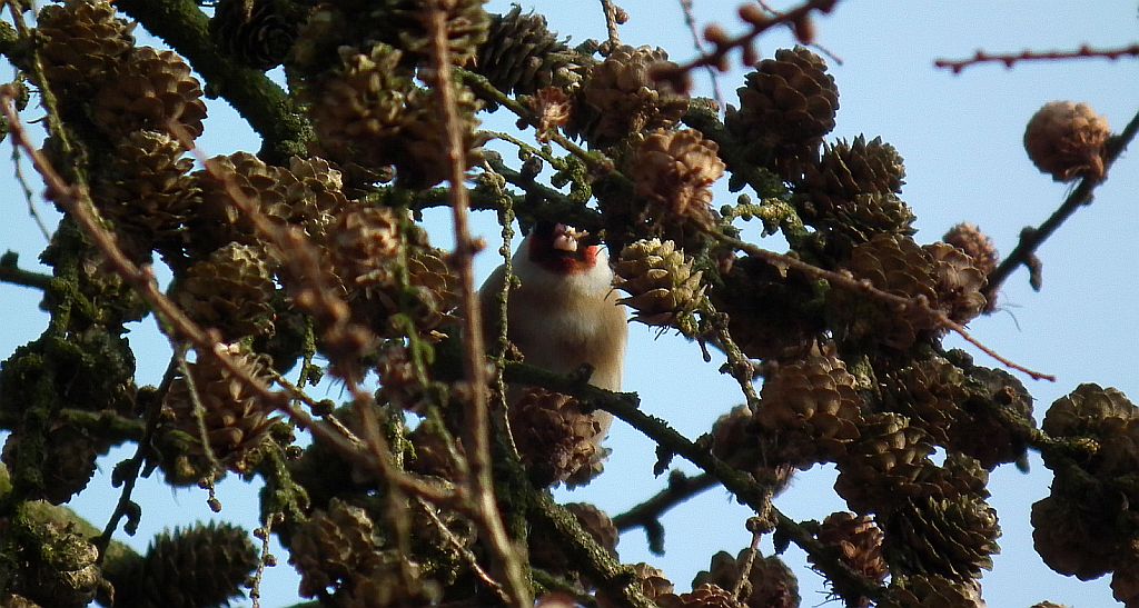 Szczygieł (Carduelis carduelis)