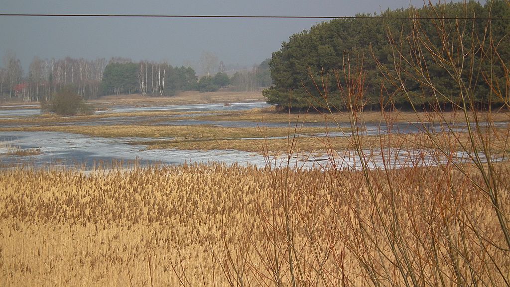 Rozlewiska Narwi w Doktorcach