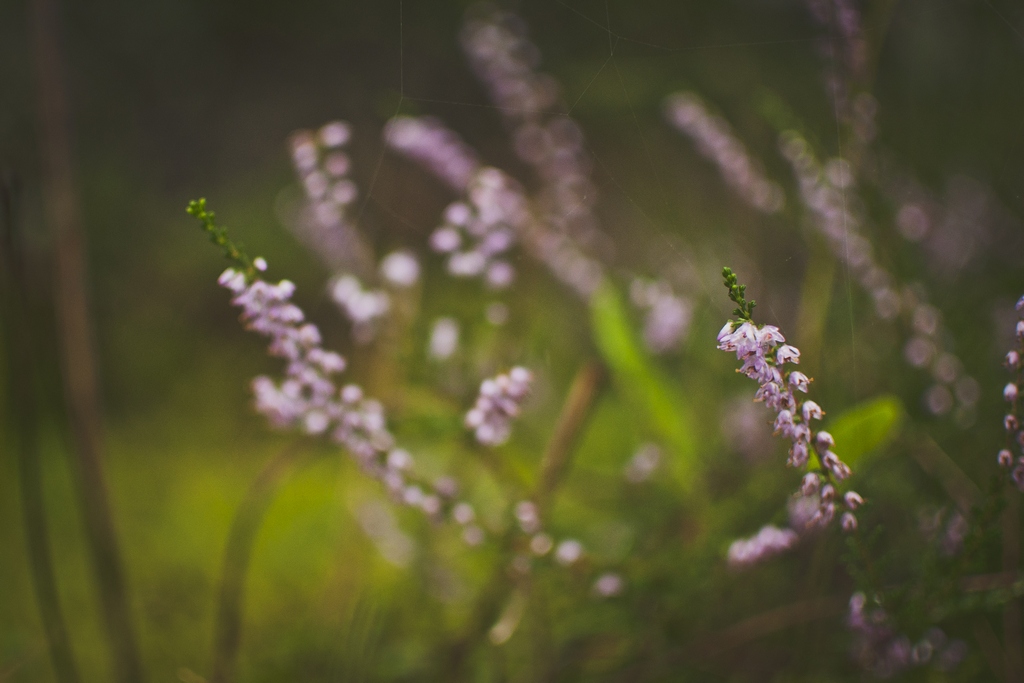 Wrzos (Calluna vulgaris)