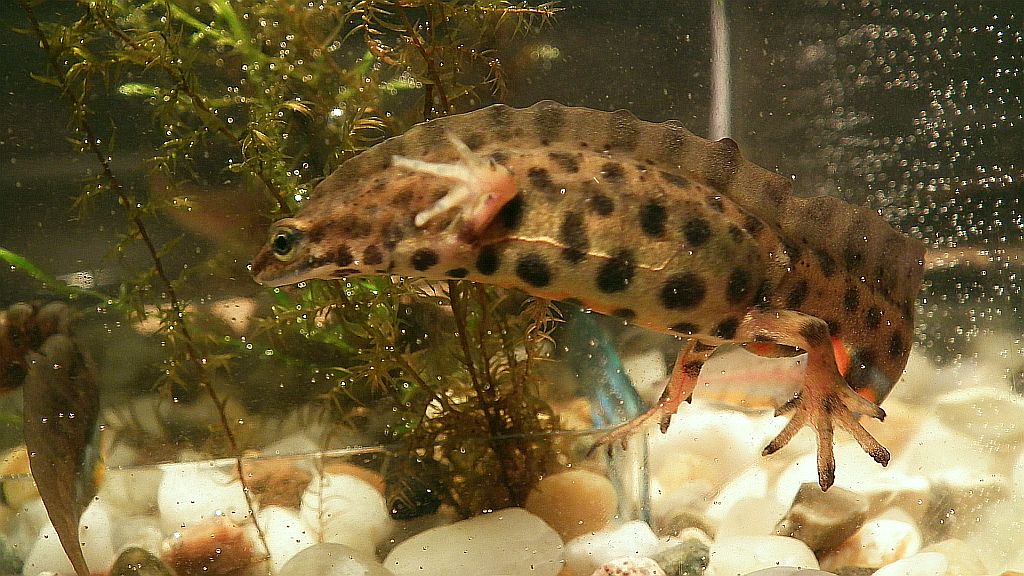 Traszka zwyczajna (Lissotriton vulgaris)