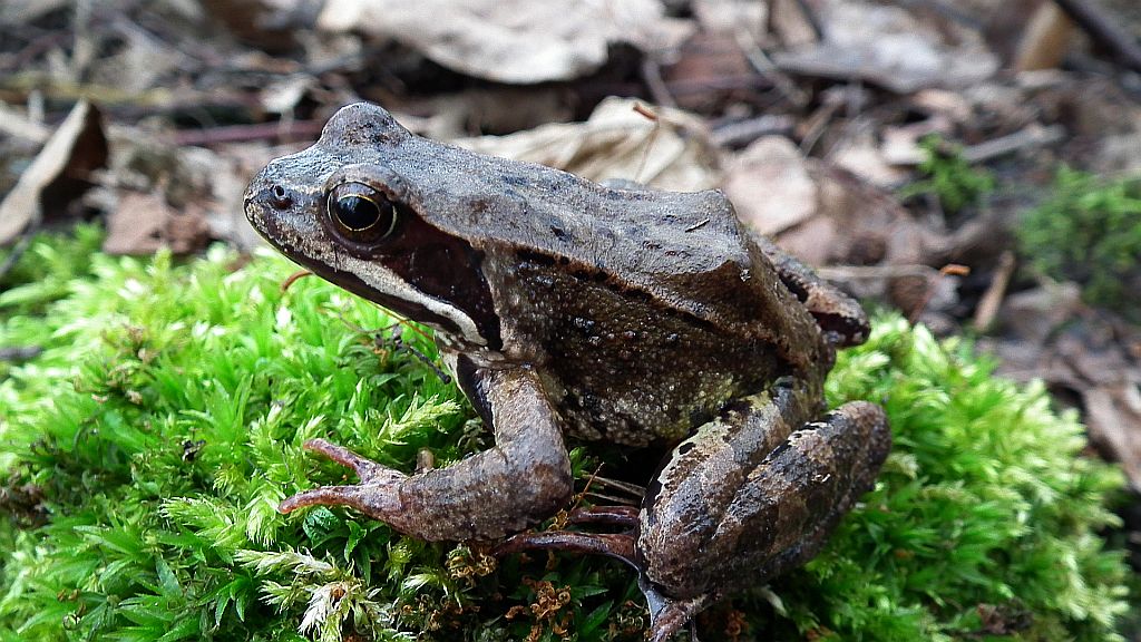 Żaba trawna (Rana temporaria)