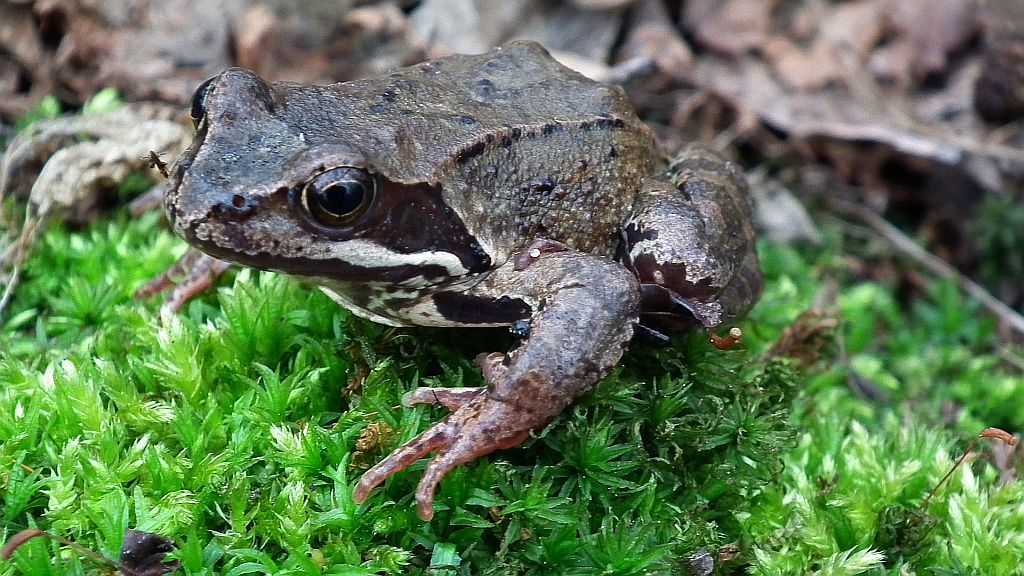 Żaba trawna (Rana temporaria)