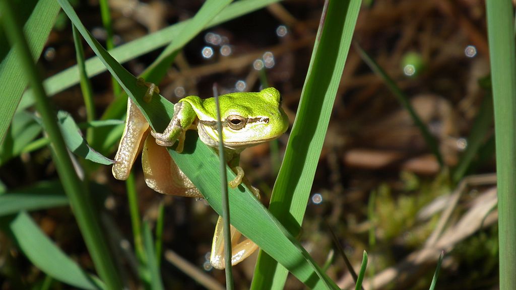 Rzekotka drzewna (Hyla arborea)