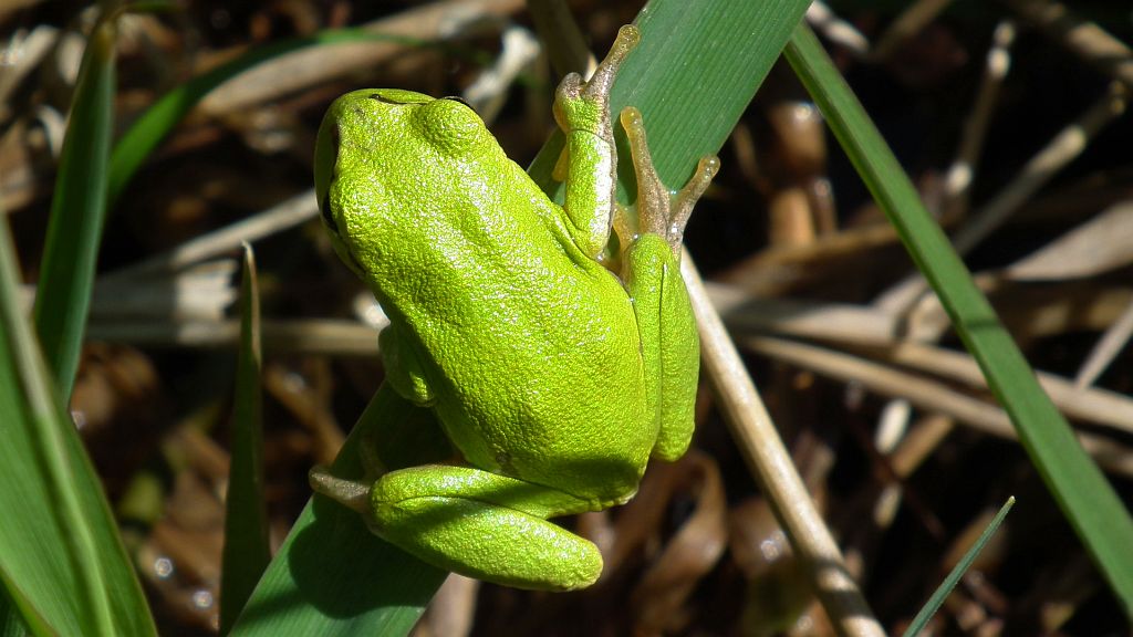 Rzekotka drzewna (Hyla arborea)
