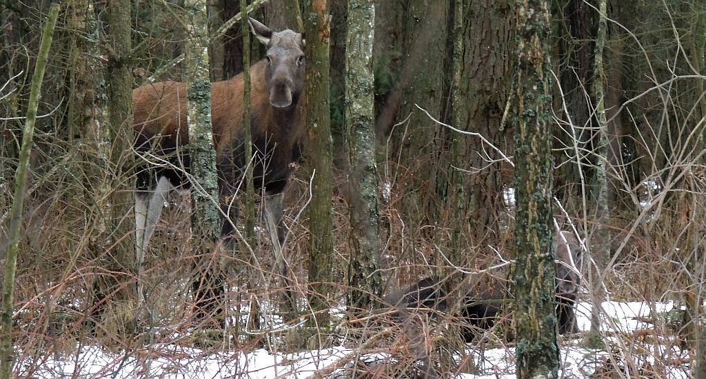 Łoś (Alces alces)
