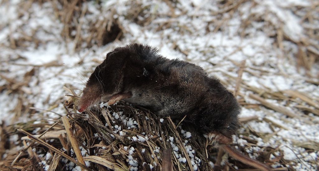 Ryjówka aksamitna ( Sorex araneus )