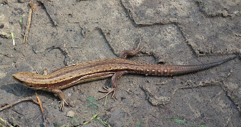 Jaszczurka żyworodna (Zootoca vivipara)