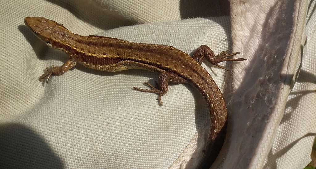 Jaszczurka żyworodna (Zootoca vivipara)