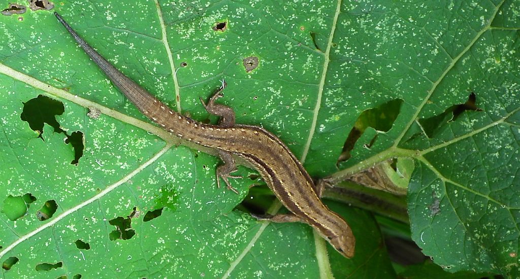 Jaszczurka żyworodna (Zootoca vivipara)