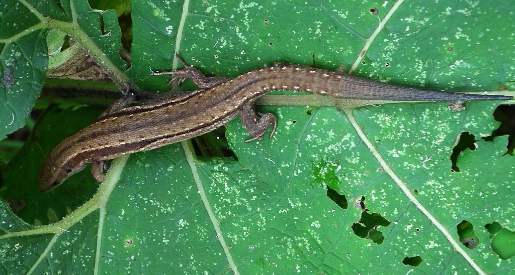 Jaszczurka żyworodna (Zootoca vivipara)