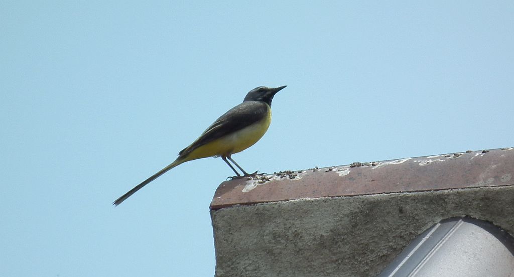 Pliszka górska (Motacilla cinerea)