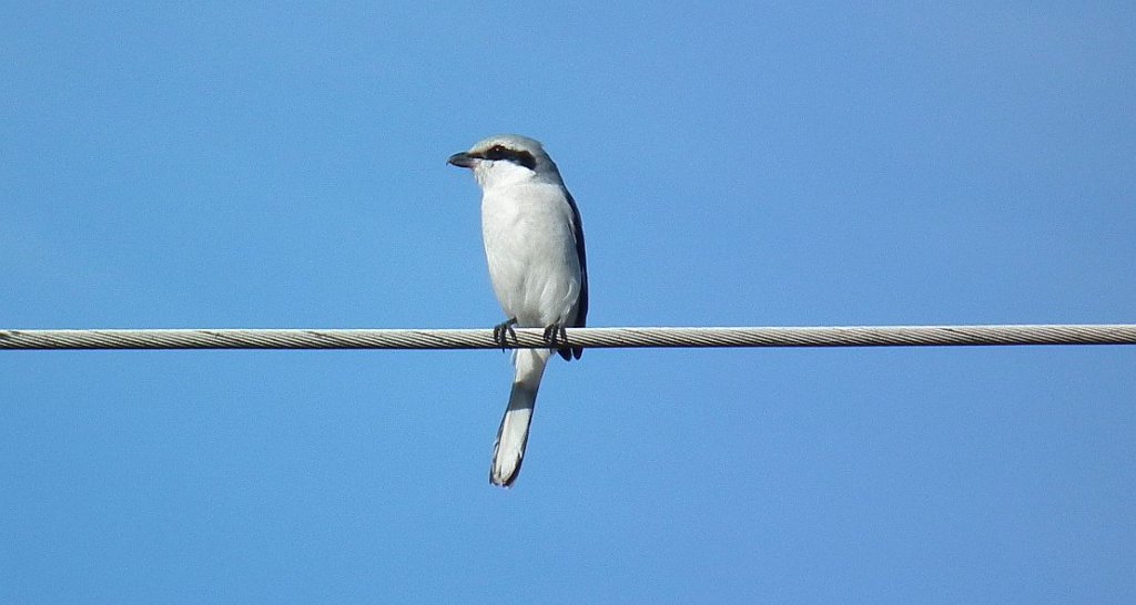 Srokosz, dzierzba srokosz (Lanius excubitor)