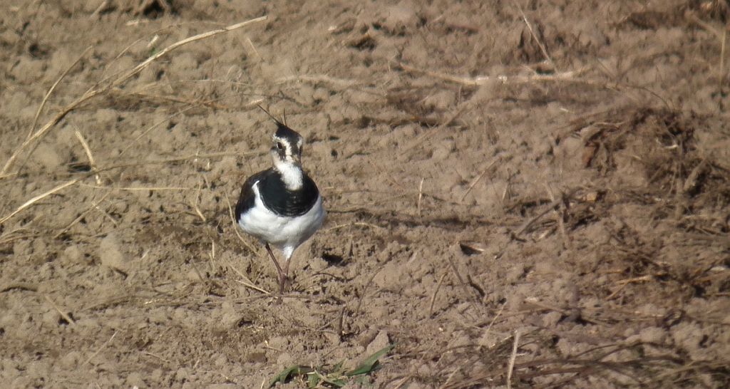 Czajka zwyczajna, czajka, czajka pospolita (Vanellus vanellus)