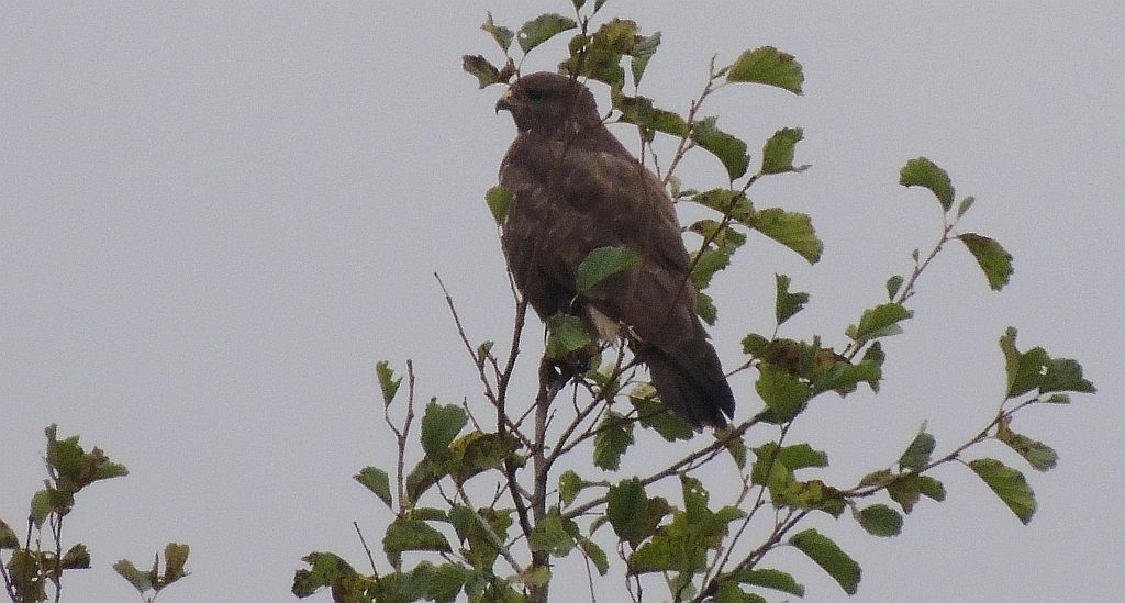 Myszołów zwyczajny (Buteo buteo)